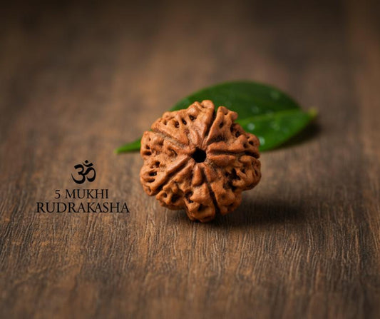 Original 5 Mukhi Rudraksha